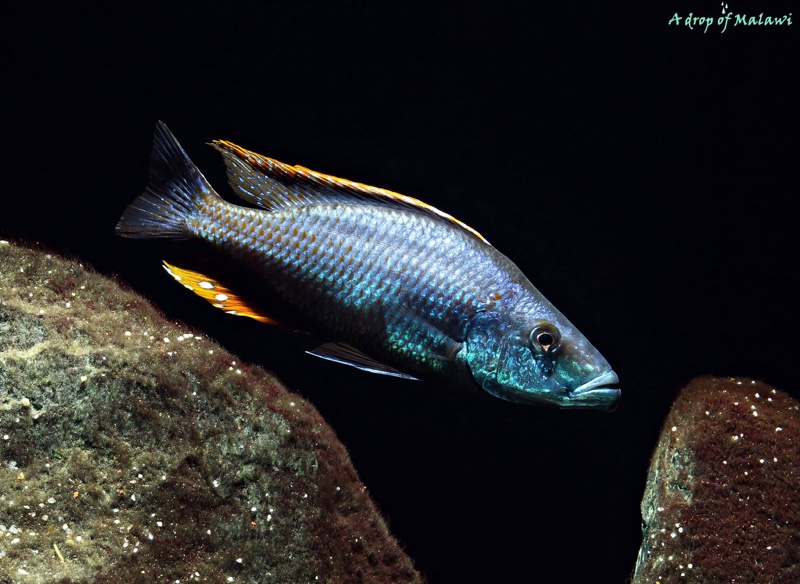 Dimidiochromis compressiceps